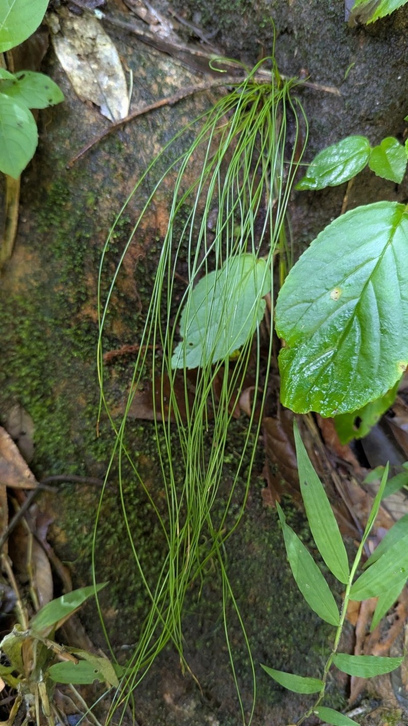 Trichophorum scabriculme