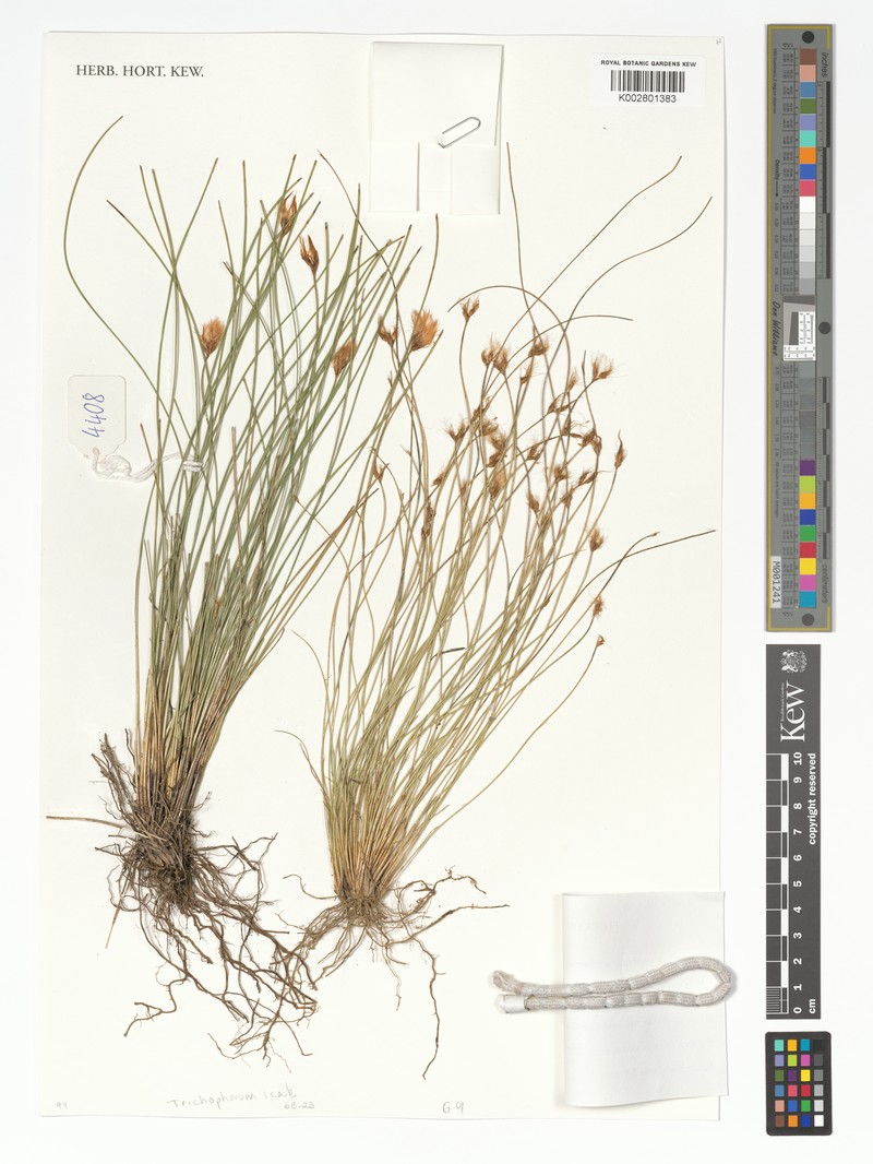 Trichophorum scabriculme photo 2