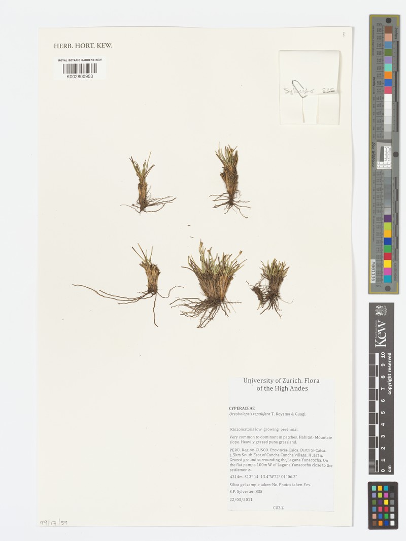 Trichophorum tepaliferum