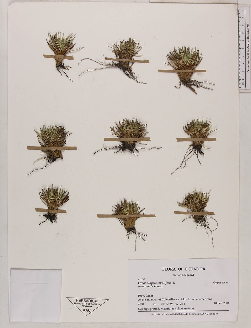 Trichophorum tepaliferum photo 2
