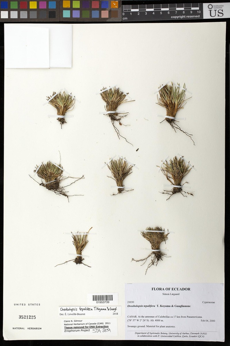 Trichophorum tepaliferum photo 3