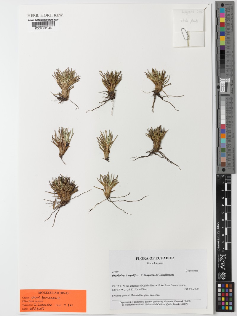 Trichophorum tepaliferum photo 4