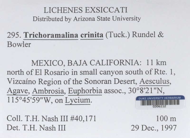 Trichoramalina Lichen photo 2