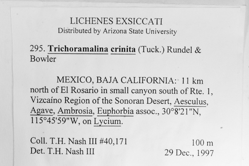 Trichoramalina Lichen photo 4