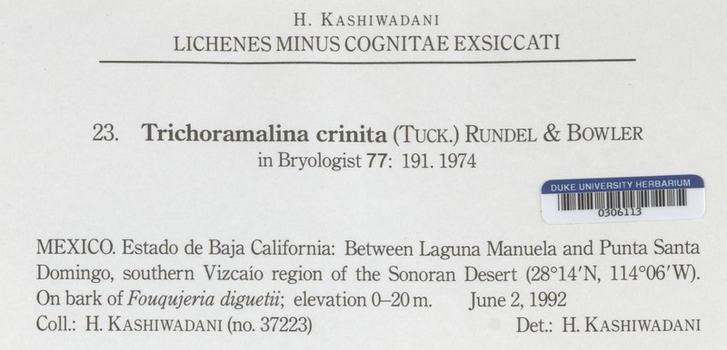Trichoramalina Lichen photo 6
