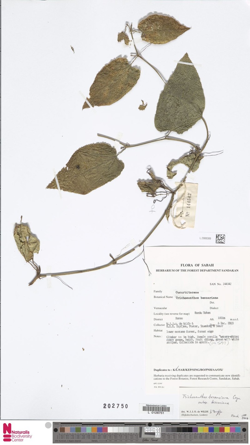 Trichosanthes beccariana subsp. beccariana