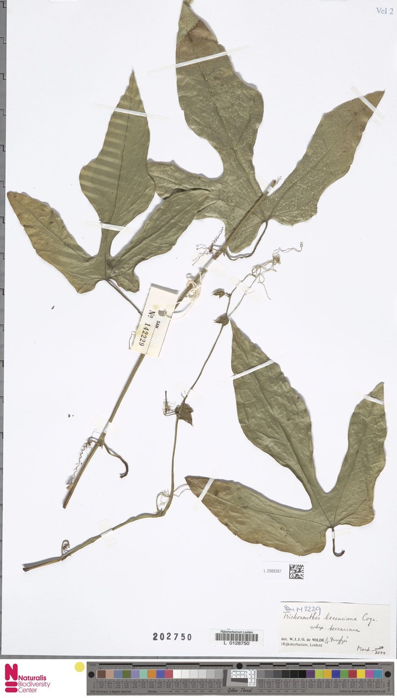 Trichosanthes beccariana subsp. beccariana photo 2