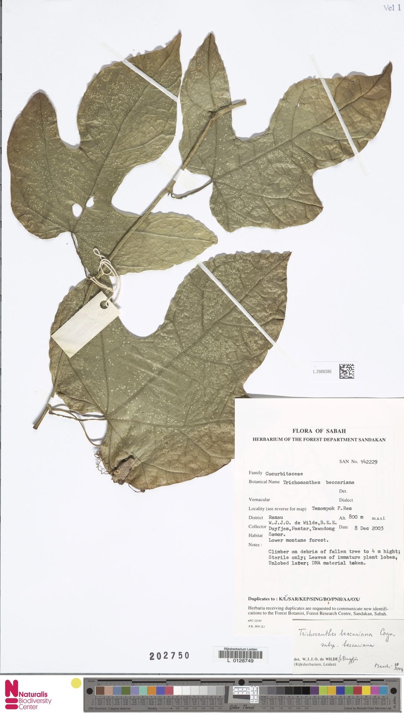 Trichosanthes beccariana subsp. beccariana photo 3