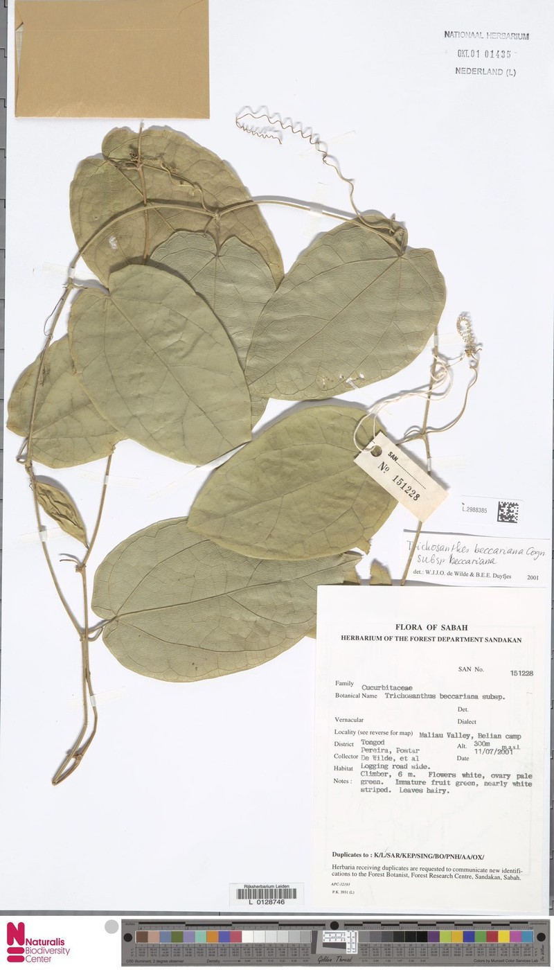 Trichosanthes beccariana subsp. beccariana photo 4