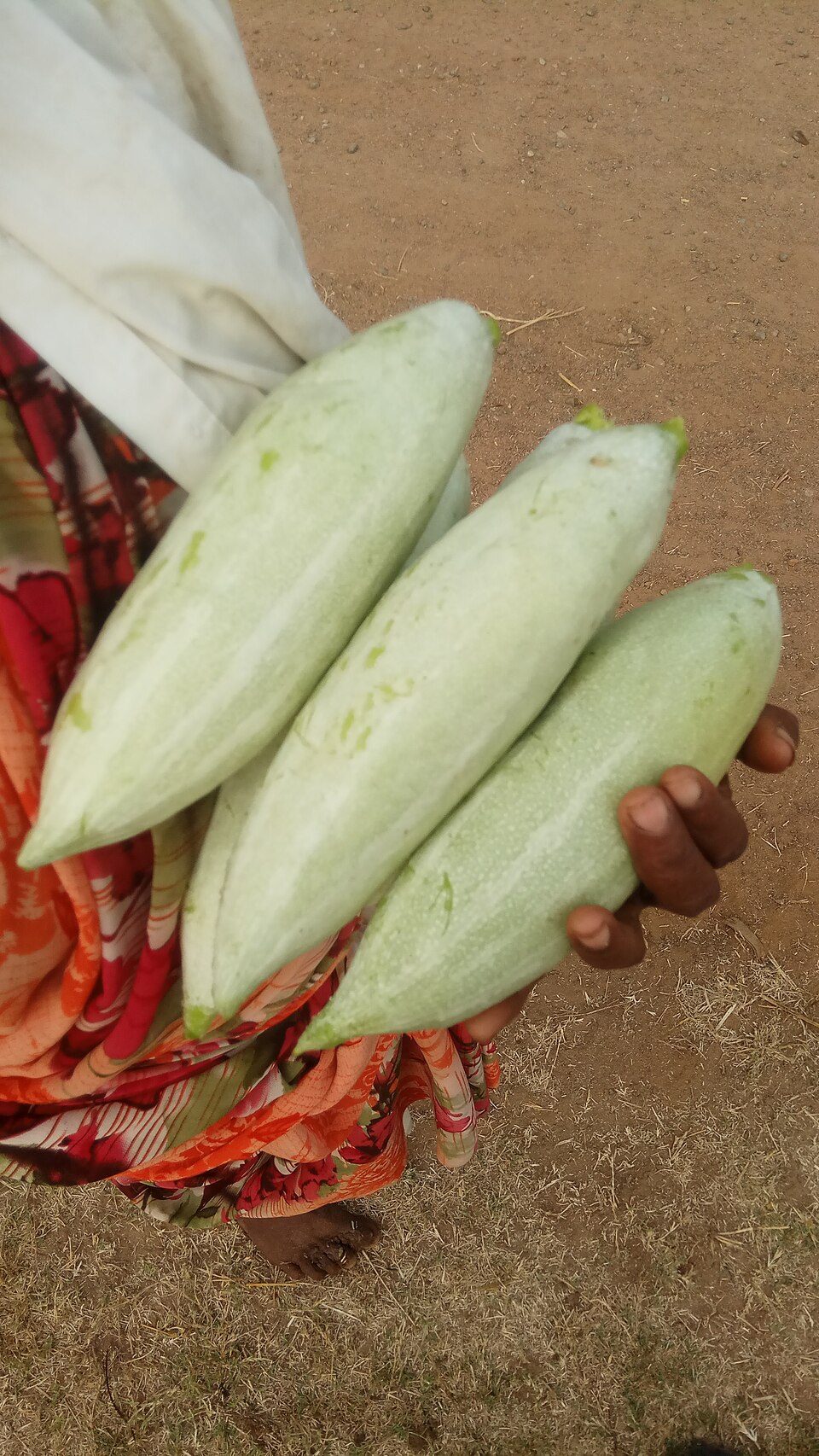 Snakegourd photo 4