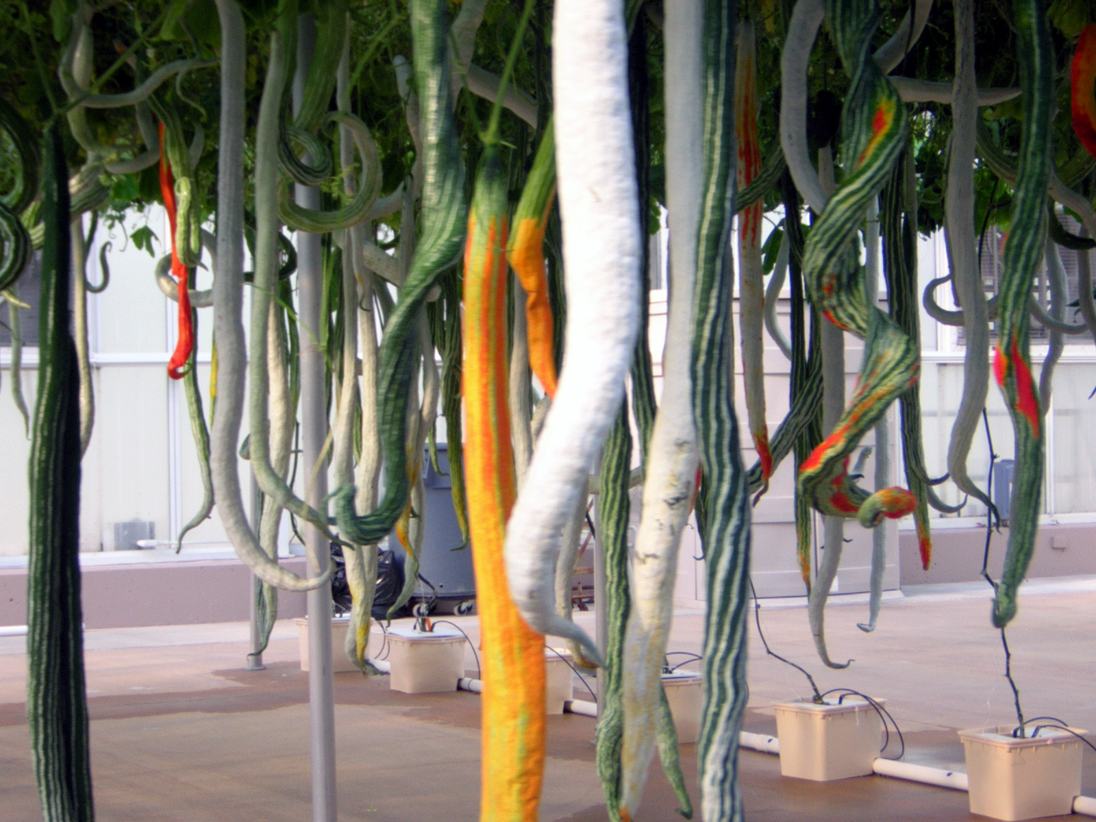 Snakegourd photo 5