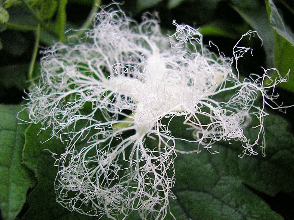 Snakegourd photo 6