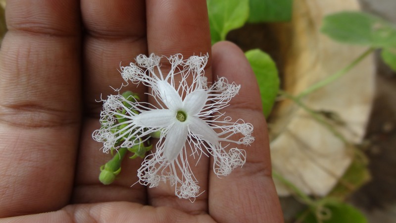 Snakegourd photo 2
