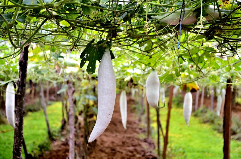 Snakegourd photo 3