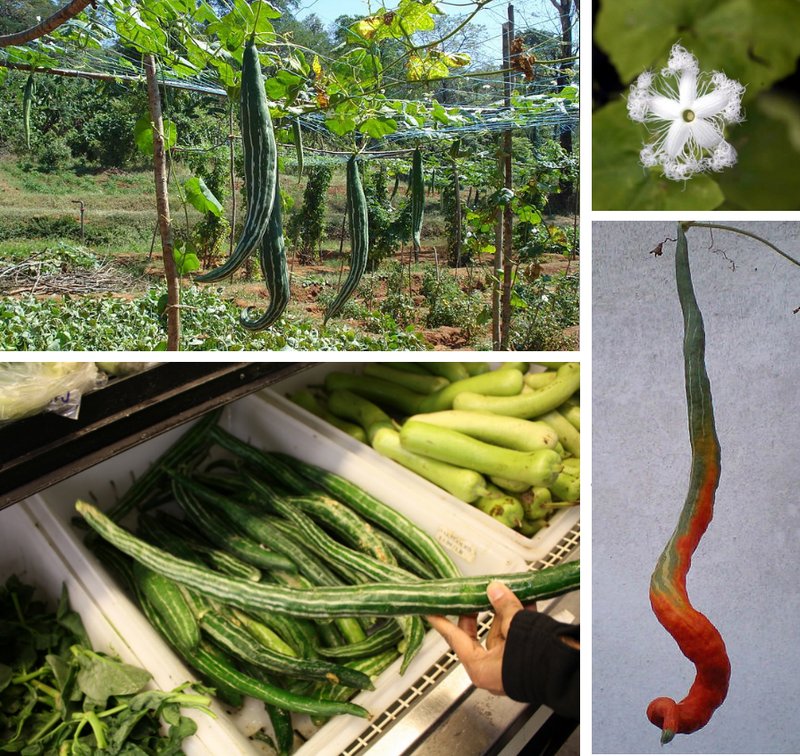 Snakegourd