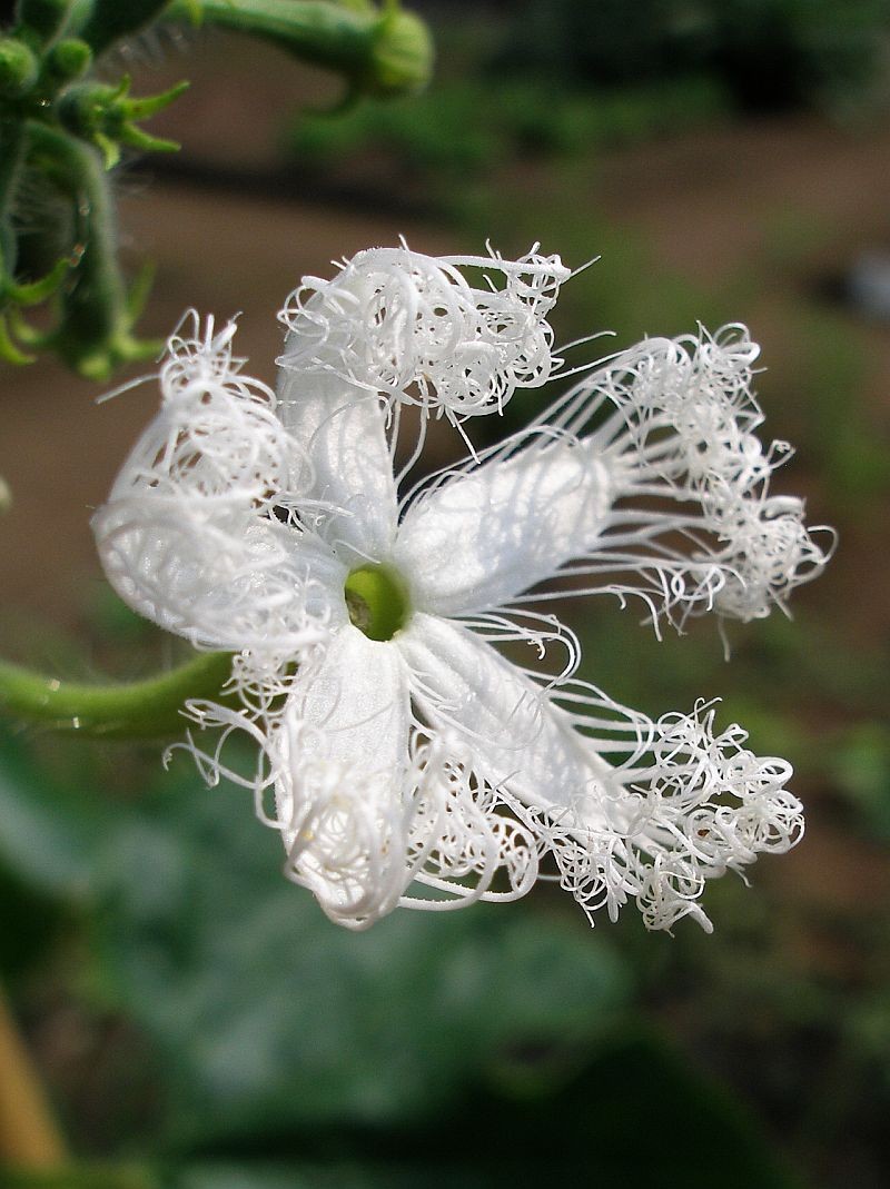 Snakegourd photo 7