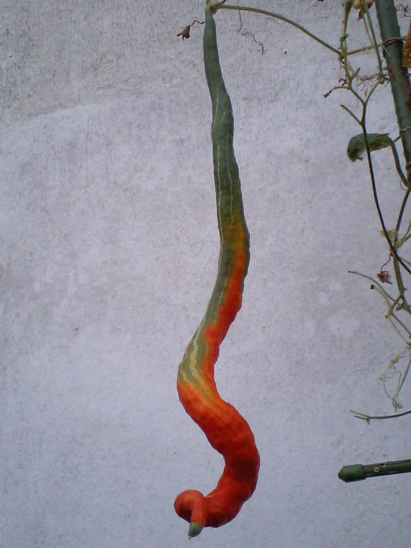 Snakegourd photo 8