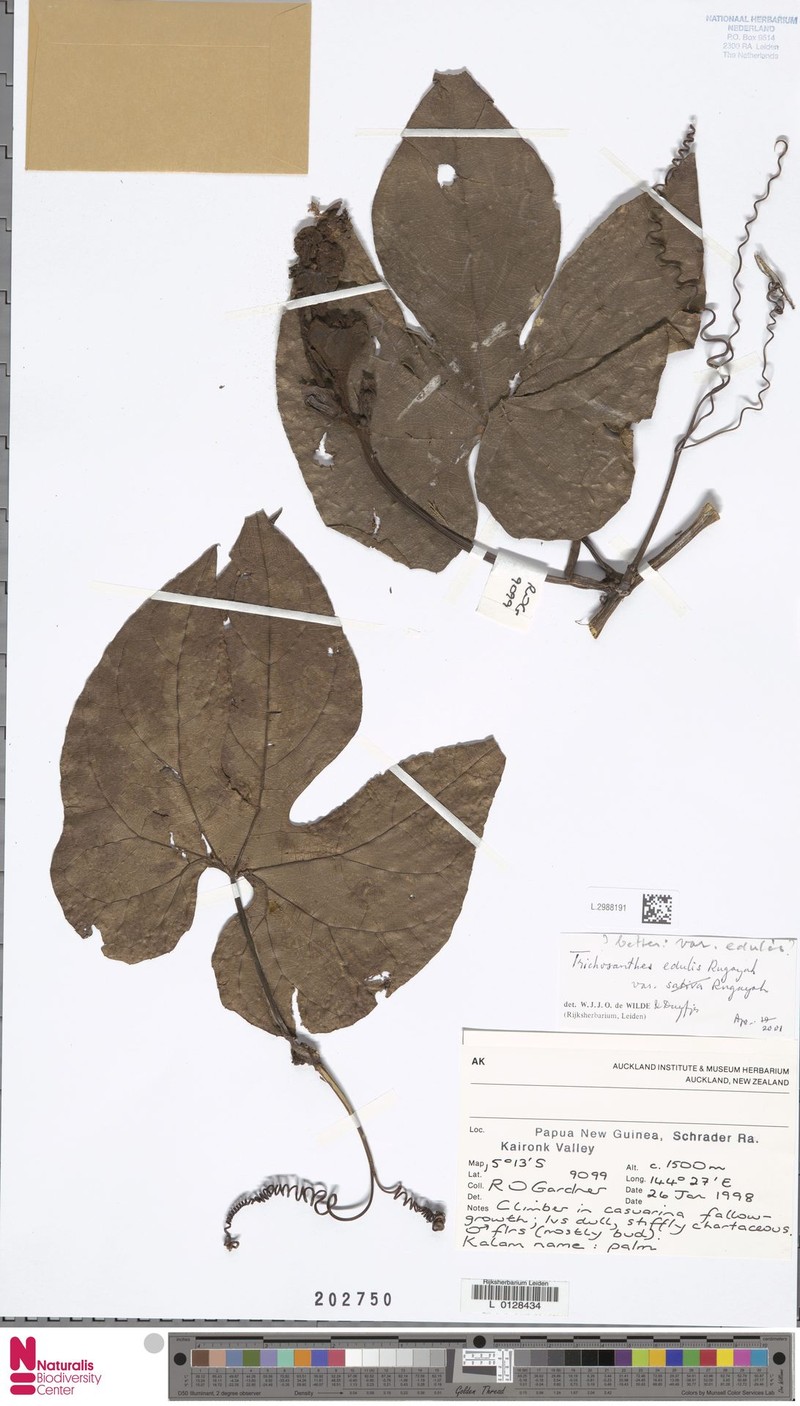 Trichosanthes edulis var. edulis photo 3