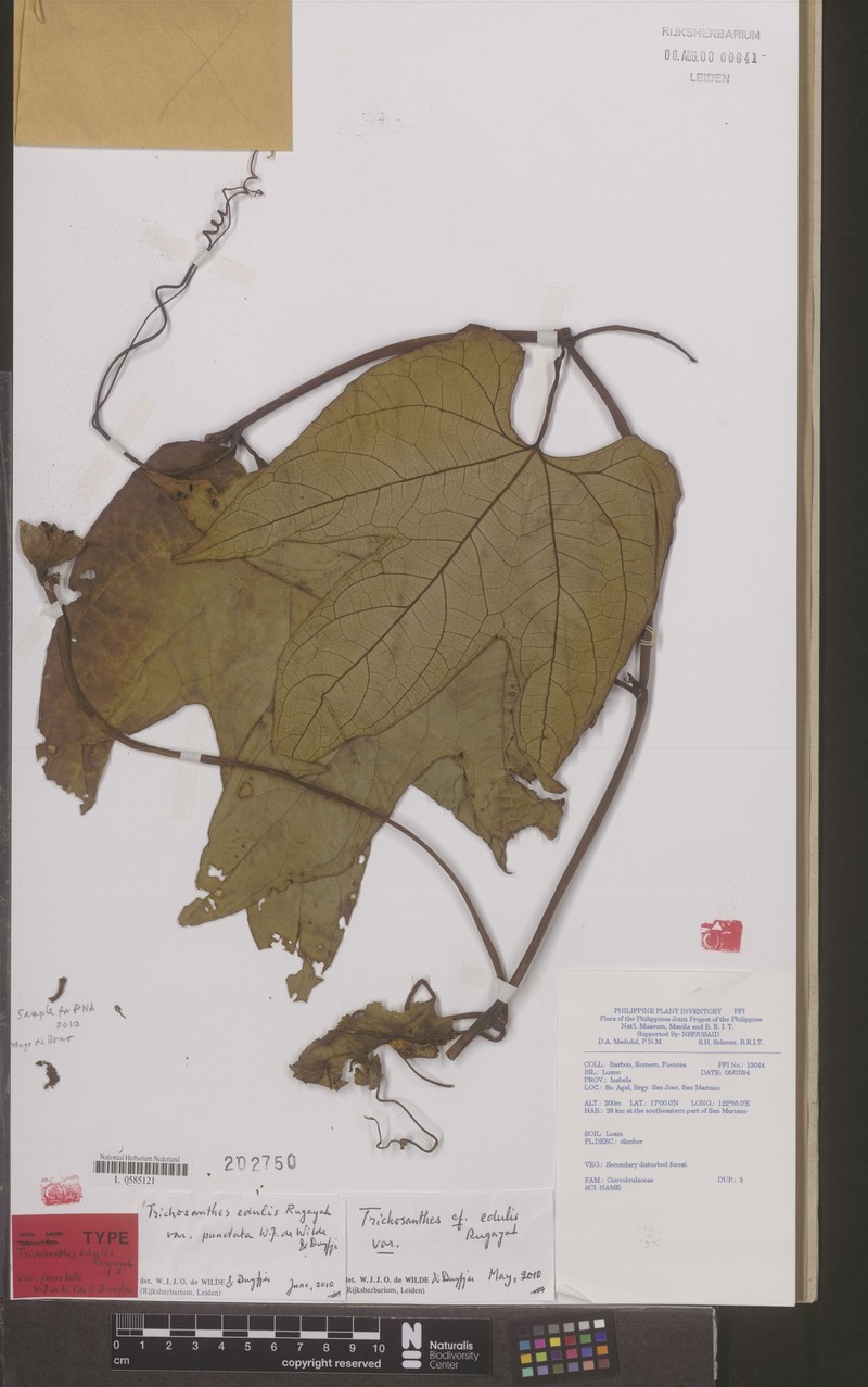 Trichosanthes edulis var. punctata
