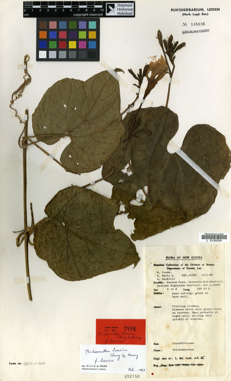 Trichosanthes laeoica f. laeoica