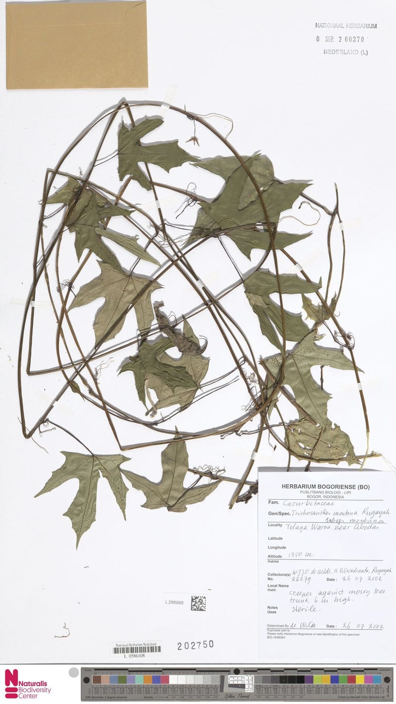 Trichosanthes montana subsp. montana