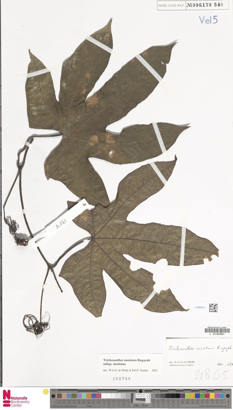 Trichosanthes montana subsp. montana photo 2