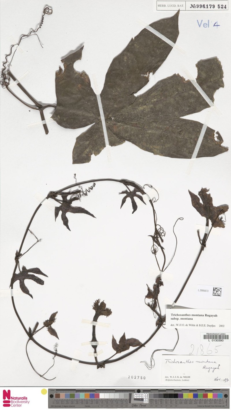 Trichosanthes montana subsp. montana photo 3