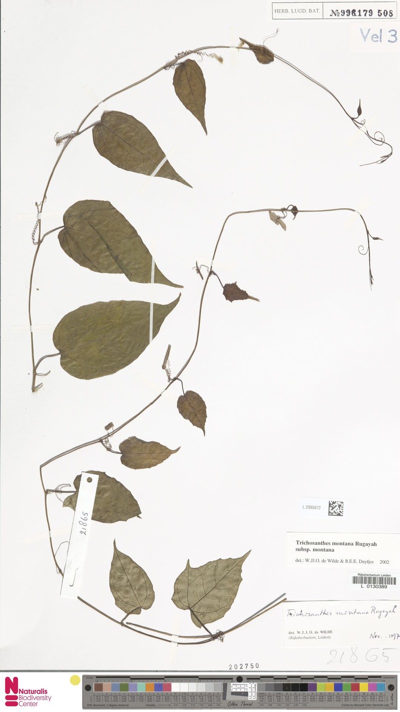 Trichosanthes montana subsp. montana photo 4