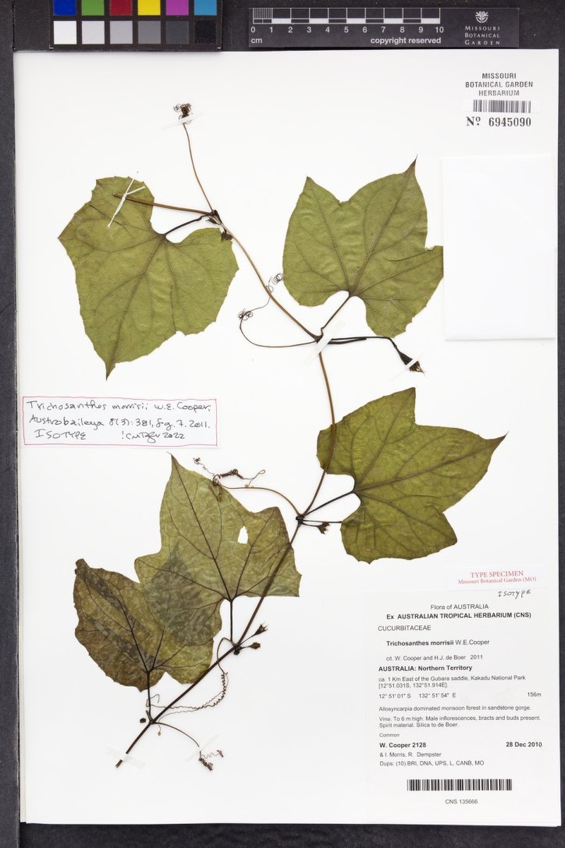 Trichosanthes morrisii