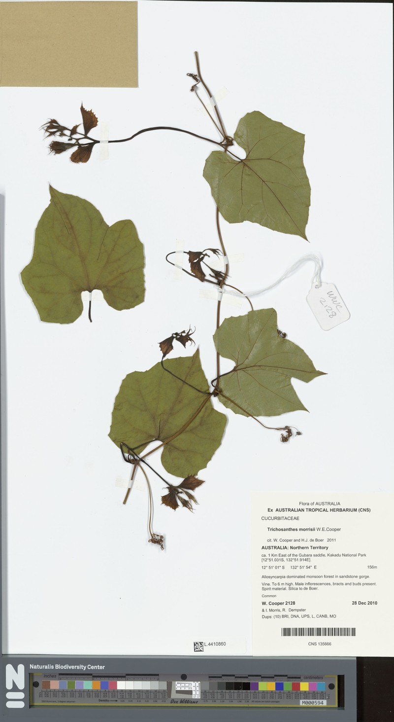 Trichosanthes morrisii photo 2