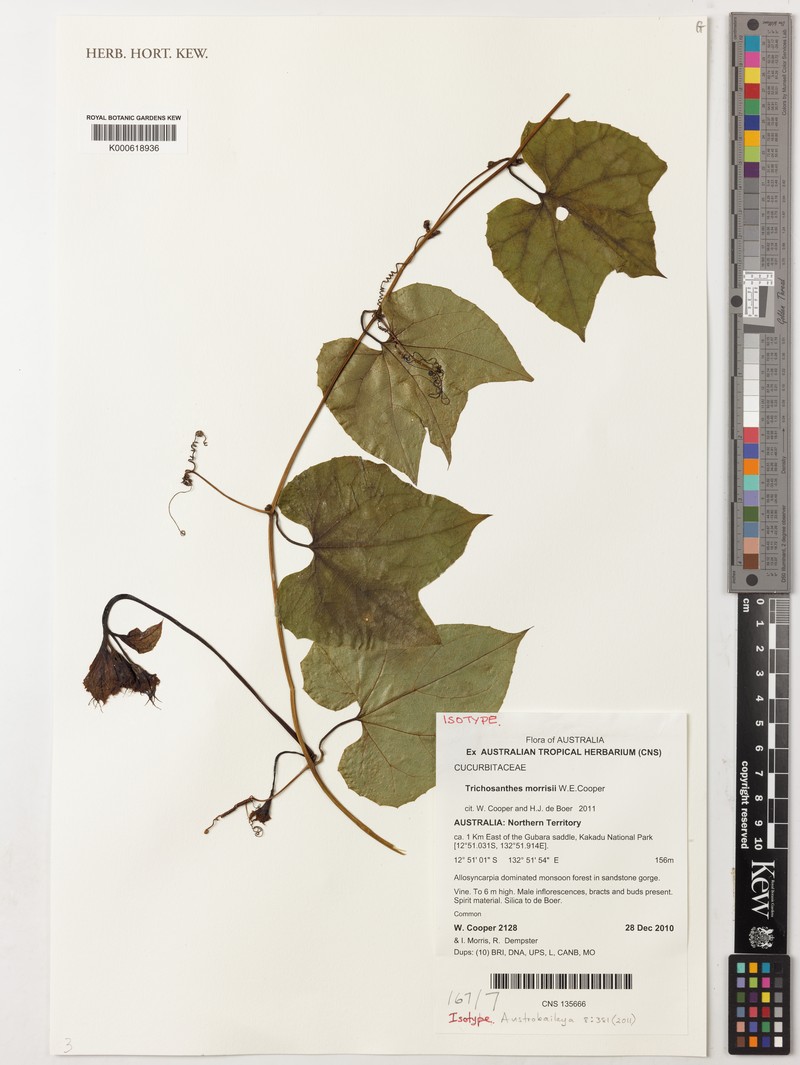 Trichosanthes morrisii photo 3