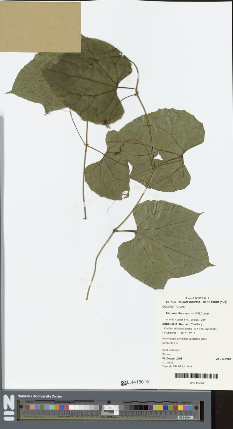 Trichosanthes morrisii photo 4