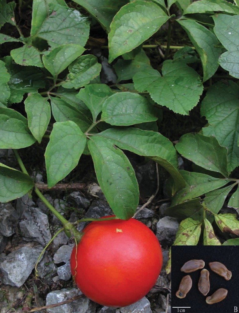 Trichosanthes napoensis