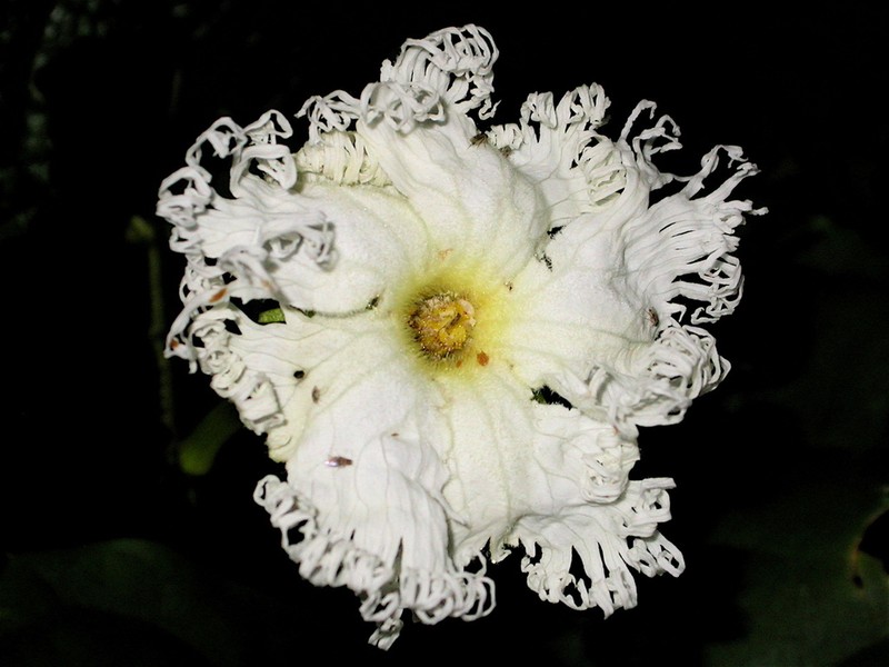 Trichosanthes odontosperma