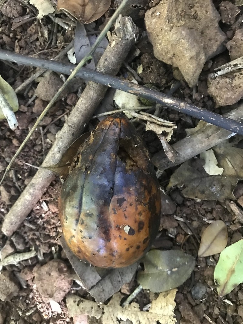 Trichosanthes odontosperma photo 4