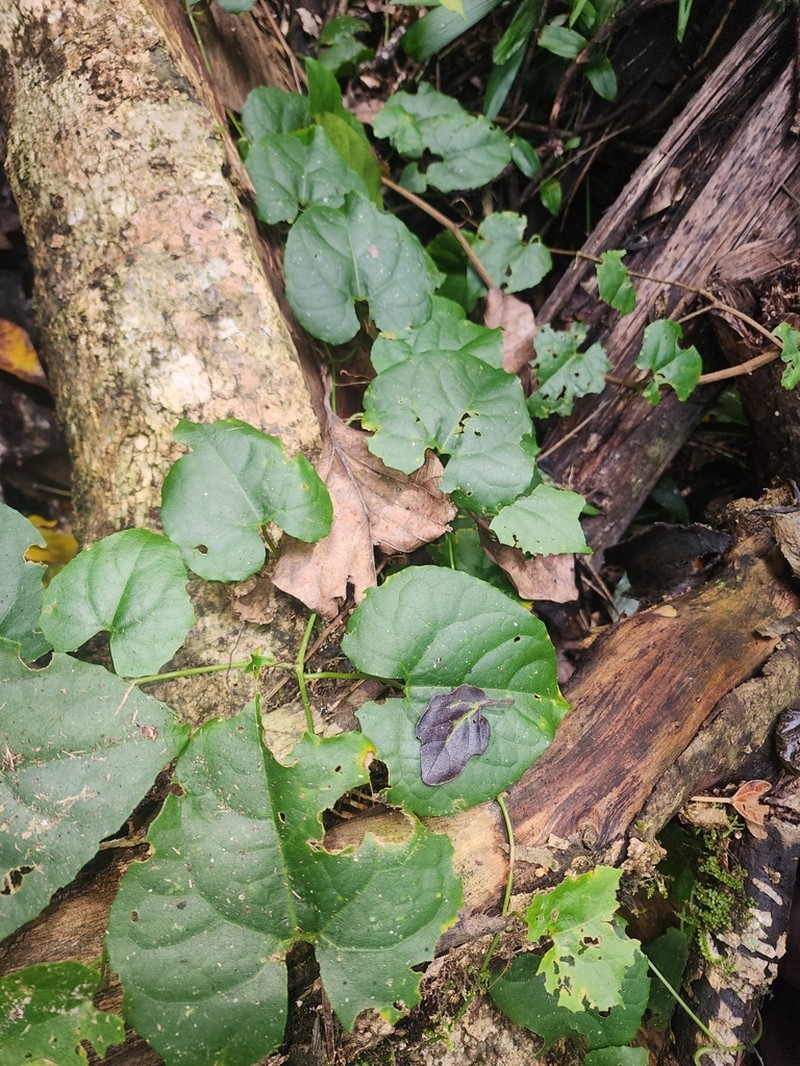 Trichosanthes odontosperma photo 5