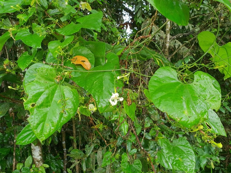 Trichosanthes odontosperma photo 6