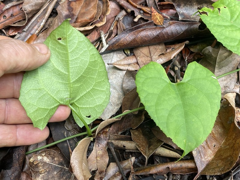 Trichosanthes odontosperma photo 7