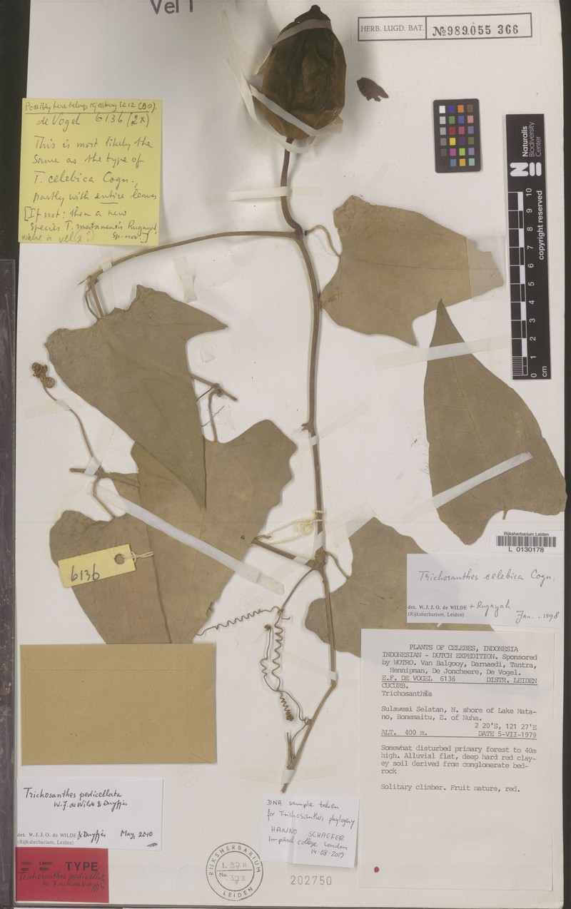 Trichosanthes pedicellata