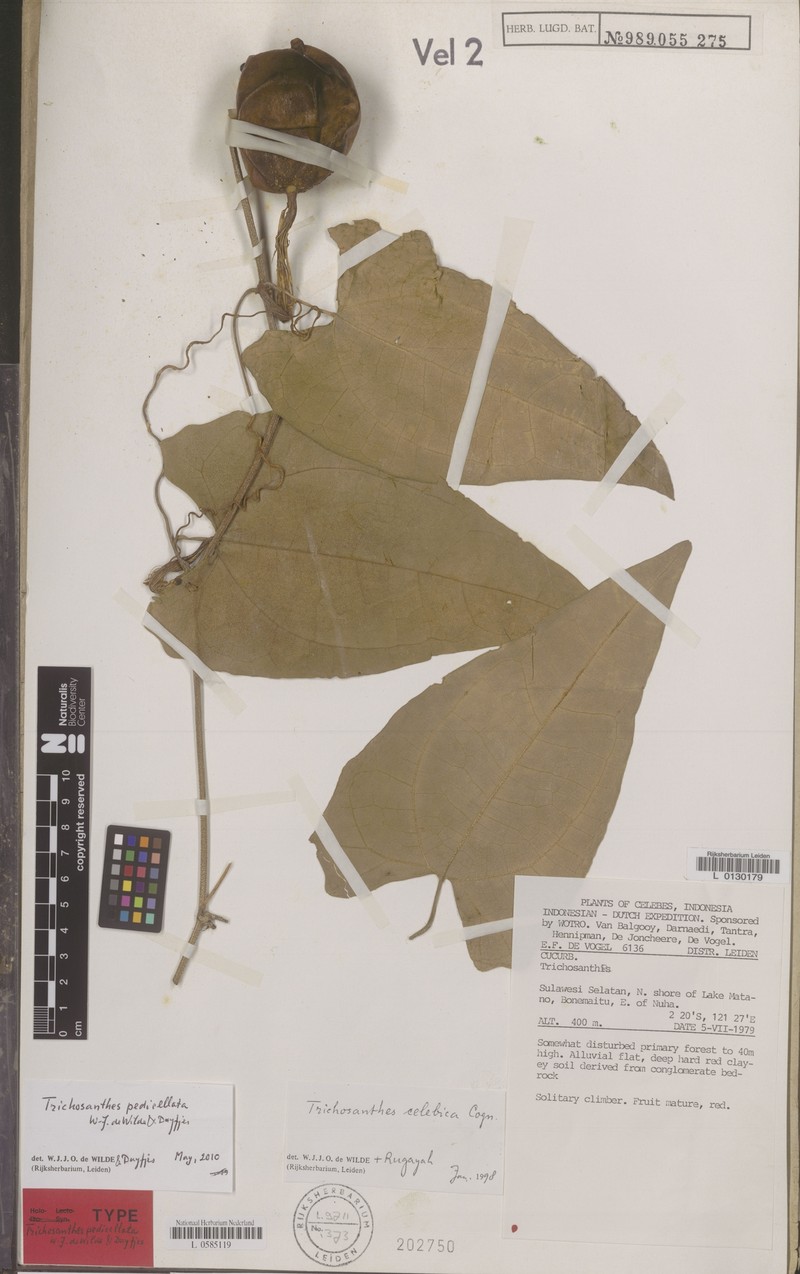Trichosanthes pedicellata photo 2