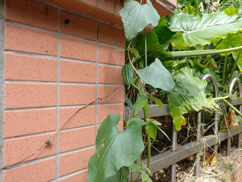 Trichosanthes pilosa var. pilosa
