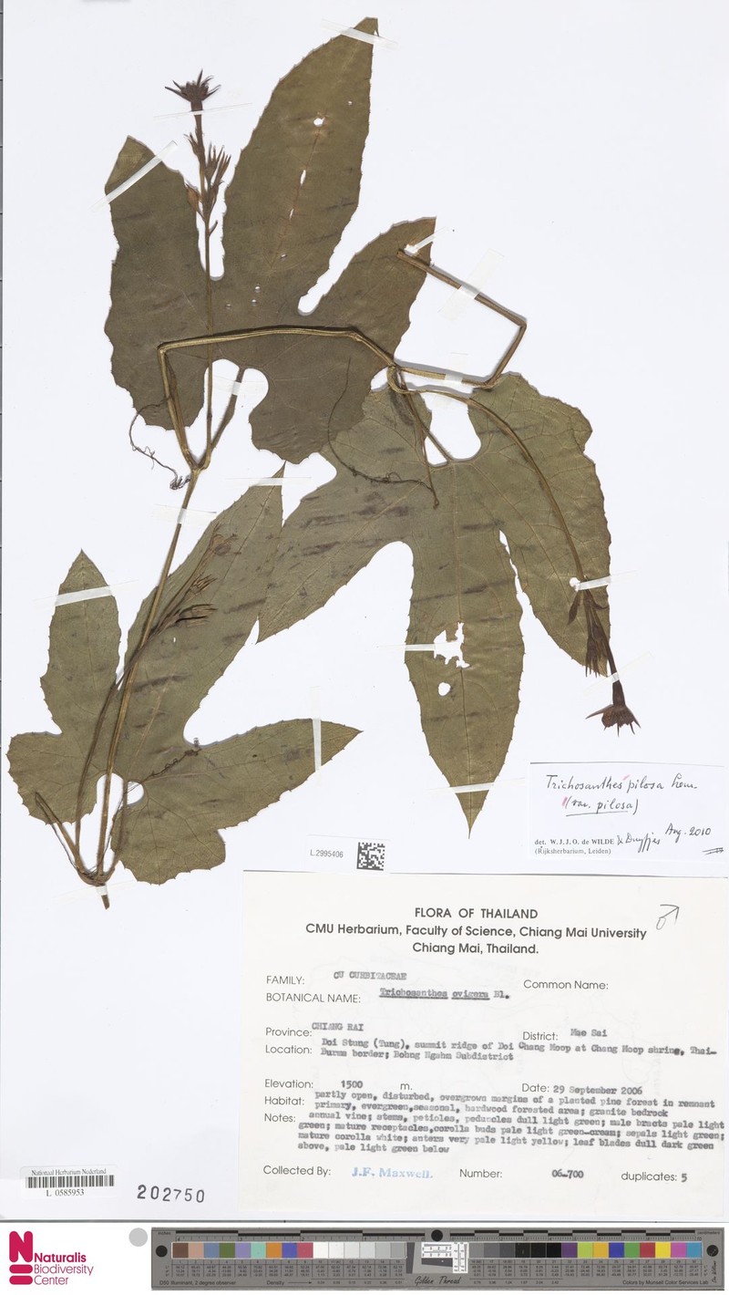 Trichosanthes pilosa var. pilosa photo 2