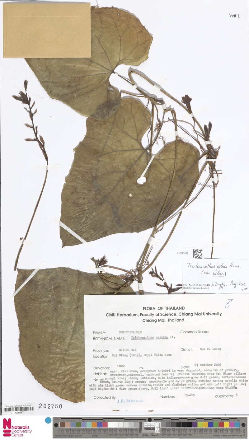 Trichosanthes pilosa var. pilosa photo 3