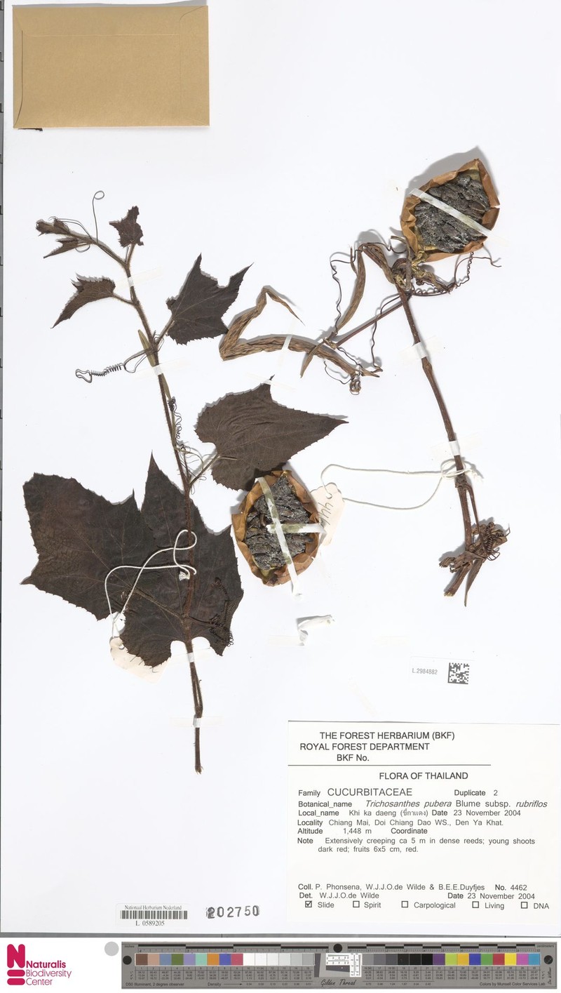 Trichosanthes pubera var. pubera