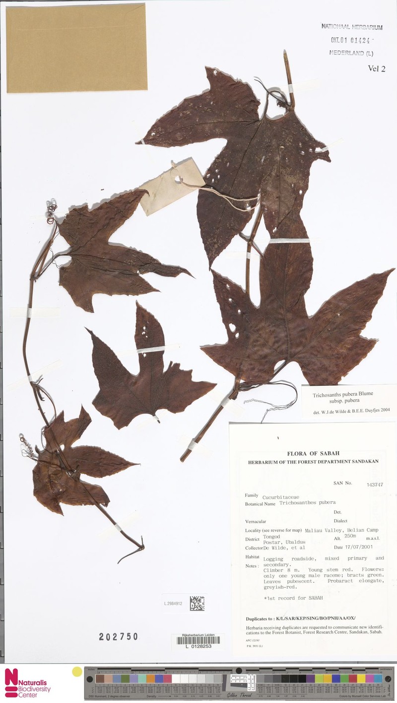 Trichosanthes pubera var. pubera photo 2