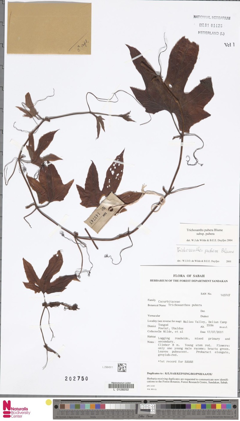 Trichosanthes pubera var. pubera photo 3