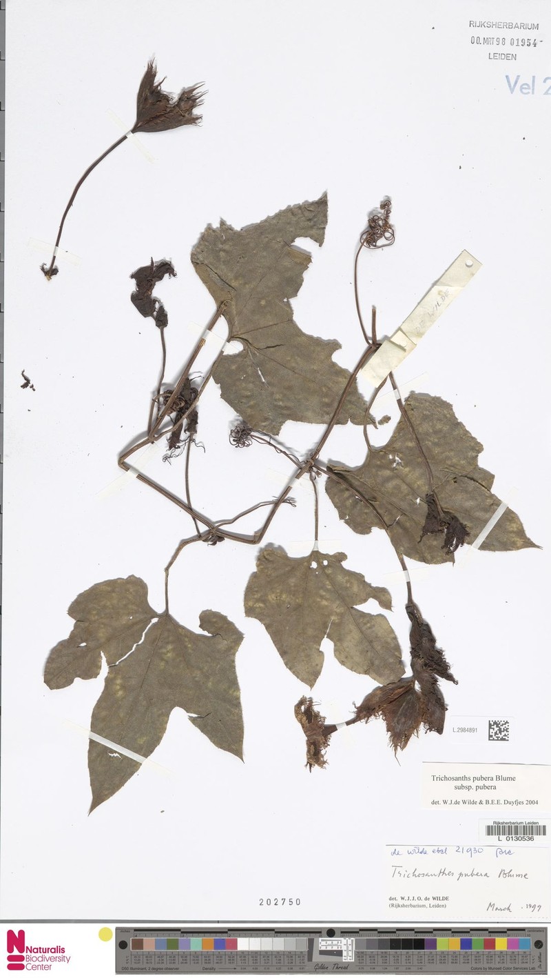 Trichosanthes pubera var. pubera photo 4