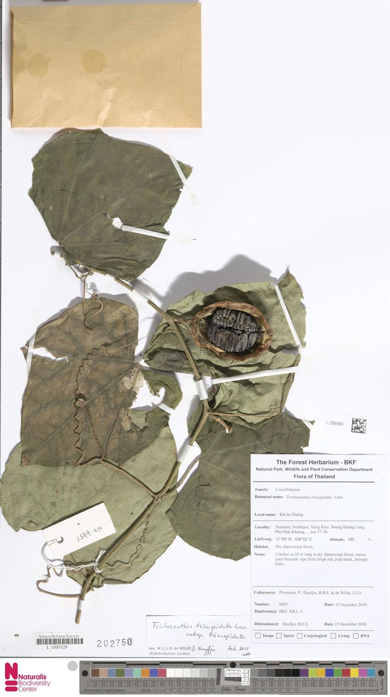 Trichosanthes tricuspidata subsp. tricuspidata