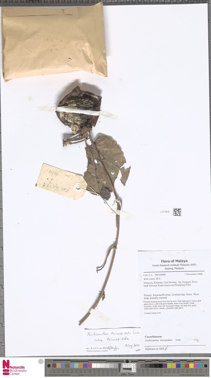 Trichosanthes tricuspidata subsp. tricuspidata photo 2