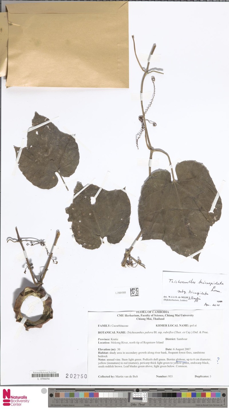 Trichosanthes tricuspidata subsp. tricuspidata photo 3